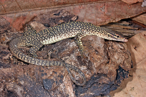 Timor Monitor basking